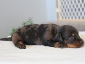 Rylie at Ramsey Creek Kennels