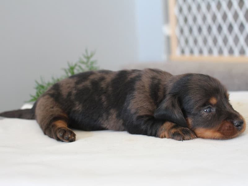 Rylie, a Mini Dachshund puppy at Ramsey Creek Kennels in Indiana.