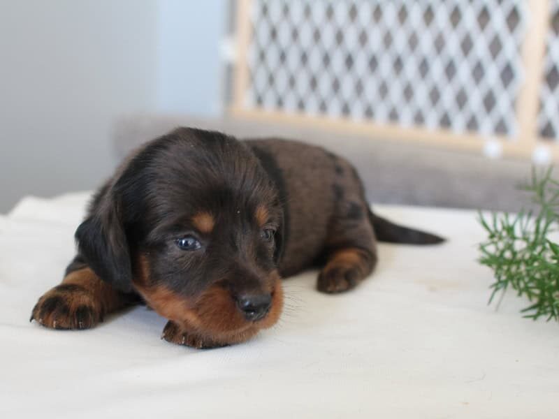 Rylie, a Mini Dachshund puppy at Ramsey Creek Kennels in Indiana.