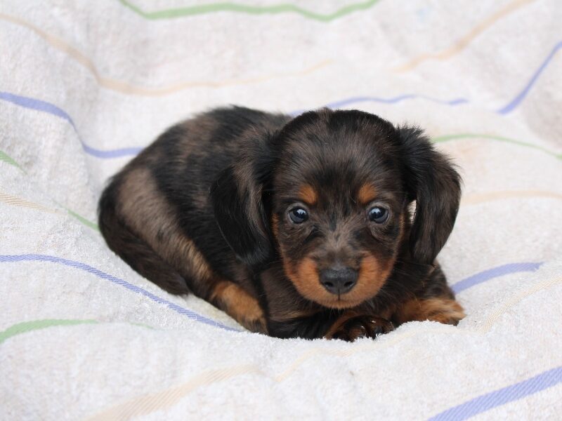 Rylie, a black & tan Mini Dachshund puppy in Indiana.
