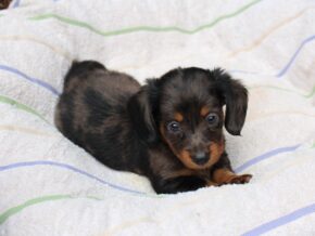 Rylie at Ramsey Creek Kennels