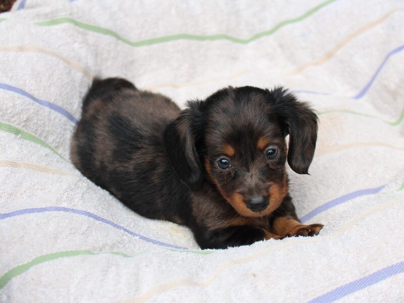Rylie, a black & tan Mini Dachshund puppy in Indiana.