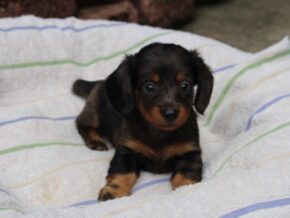 Rylie at Ramsey Creek Kennels