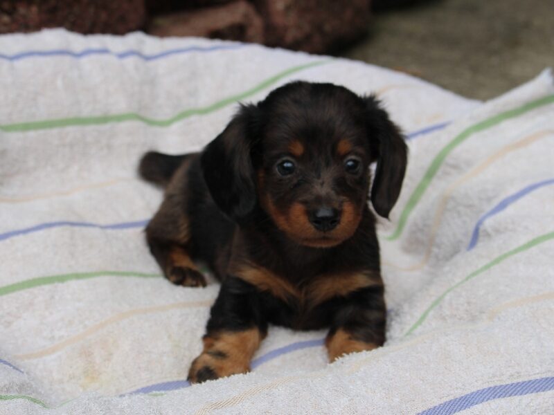 Rylie, a black & tan Mini Dachshund puppy in Indiana.